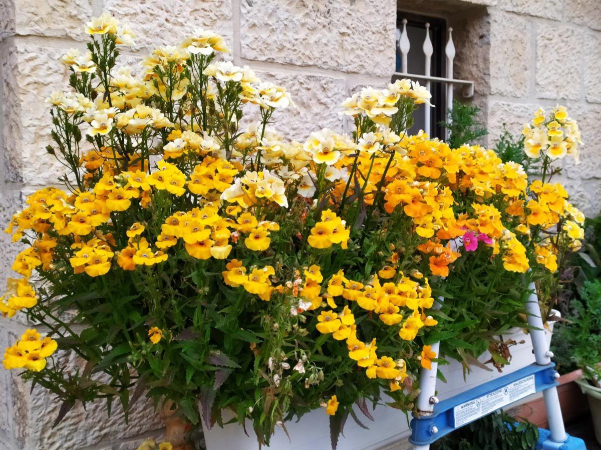 Апартаменты Cozy Garden Иерусалим Экстерьер фото