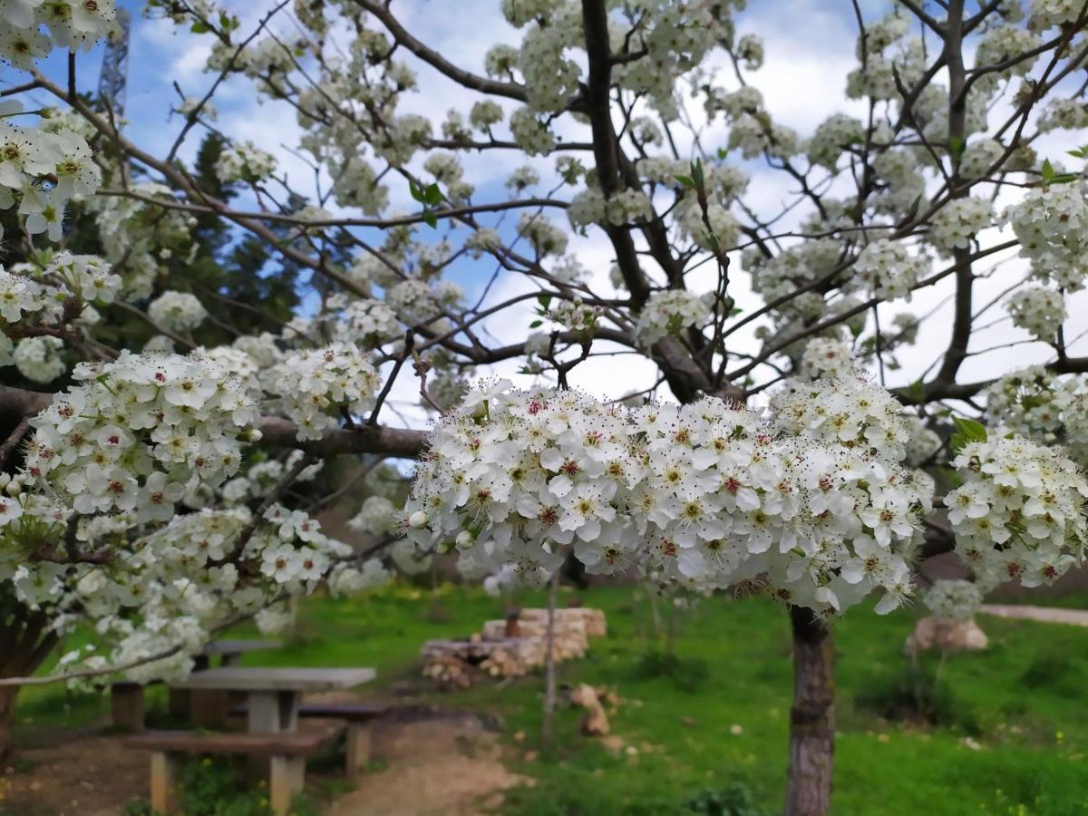 Апартаменты Cozy Garden Иерусалим Экстерьер фото
