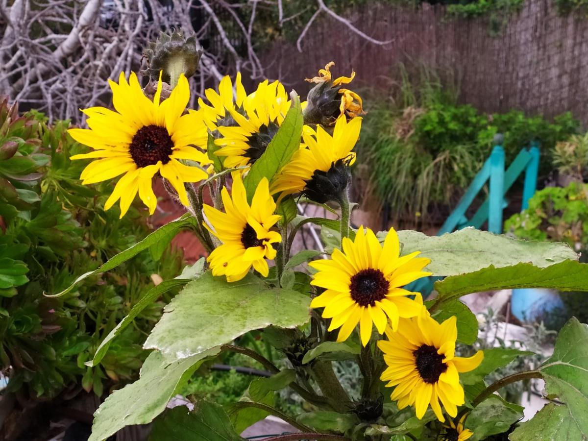 Апартаменты Cozy Garden Иерусалим Экстерьер фото